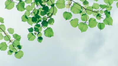 Bir bitkinin yaprağı, kendisi kadar