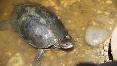 MUĞLA'NIN FETHİYE İLÇESİNDE GÖL VE