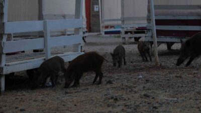 FETHİYE’DE SEVİMLİ MİSAFİRLER PLAJDA