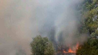 MUĞLA’NIN MİLAS İLÇESİNDE TARIM ARAZİSİNDE