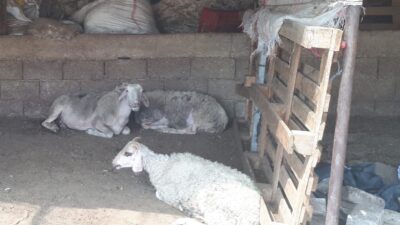 MUĞLA’NIN MİLAS İLÇESİ KIRCAĞIZ MAHALLESİNDE