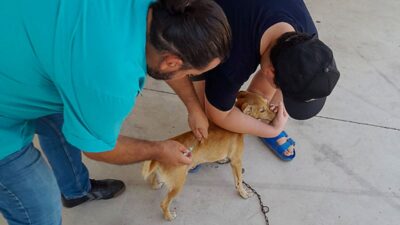 ORTACA İLÇESİ OKÇULAR MAHALLESİ’NDE KEDİ