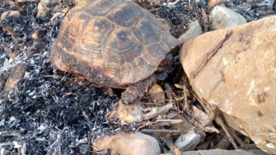MUĞLA'NIN MENTEŞE İLÇESİNE BAĞLI YERKESİK