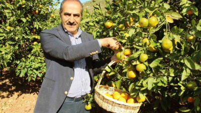 EGE BÖLGESİ’NİN 2024 YILI NARENCİYE