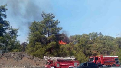 MUĞLA’NIN KÖYCEĞİZ İLÇESİNDE KARAYOLU KENARINDA