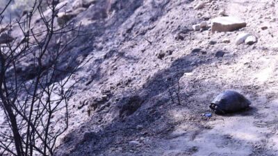 MUĞLA (İHA) - MUĞLA’NIN YATAĞAN