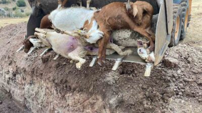 YILDIRIM DÜŞMESİ SONUCU 30 KÜÇÜKBAŞ