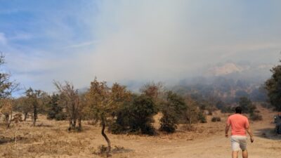 MUĞLA’NIN BODRUM İLÇESİNDE AĞAÇLIK ALANDA