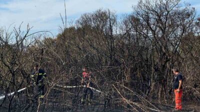 MUĞLA'NIN DATÇA İLÇESİNDE AĞAÇLIK ALANDA