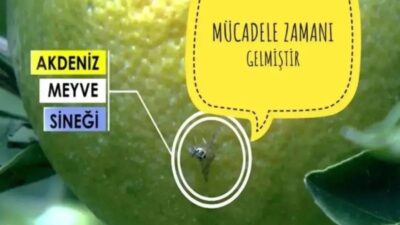 FETHİYE’DE AKDENİZ MEYVE SİNEĞİ İLE