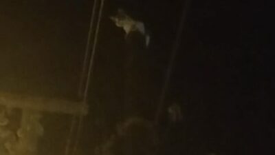 MİLAS’TA TELEFON DİREĞİNDE MAHSUR KALAN