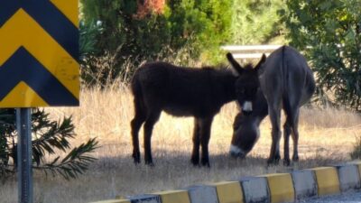 MUĞLA’NIN MARMARİS İLÇESİNDE YOL KENARINDA