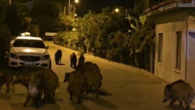 MUĞLA'NIN MARMARİS İLÇESİNDE KİMSEYE ALDIRIŞ