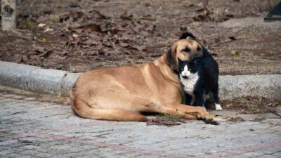 TÜRKİYE’NİN EN ÖNEMLİ EĞİTİM KURUMLARI