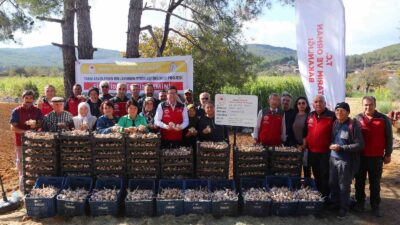 COĞRAFİ İŞARETLİ ULA SARIMSAĞINDA İMECE