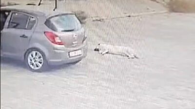 KÖPEĞİ ÇİĞNEYEN SÜRÜCÜ SERBEST KALDI