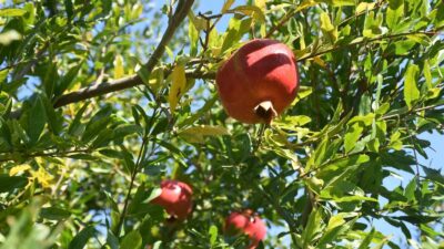 TÜRKİYE’DE EN FAZLA NAR ÜRETİMİNDE