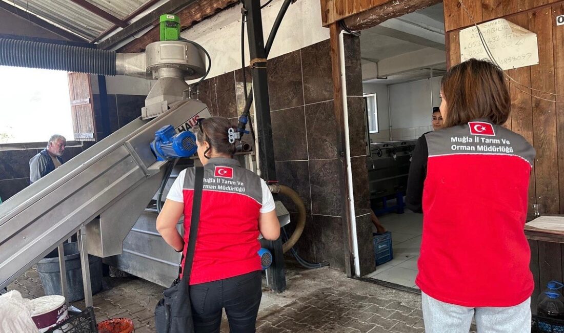 MUĞLA’DA ZEYTİNYAĞI DENETİMLERİ HIZ