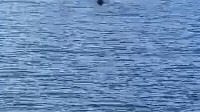 MUĞLA'NIN BODRUM İLÇESİNDE NESLİ TÜKENME