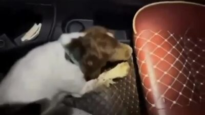 DENİZLİ’DE NARKOTİK TİMLERİ ZEHİR TACİRLERİNE