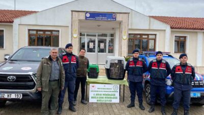 ULA'DA YASA DIŞI YABAN HAYVANI