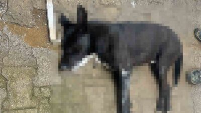 MUĞLA’NIN BODRUM İLÇESİNDE ZEHİRLENEN 4