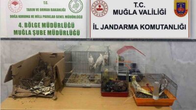 KAÇAK IRK HAYVAN SATICILARINA 77