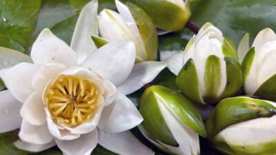 KÖYCEĞİZ GÖLÜ’NÜN ‘BEYAZ NİLÜFER’İ DÜNYAYA