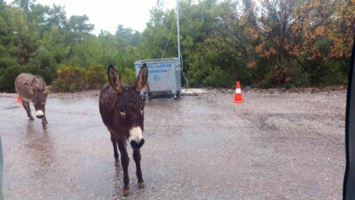 MARMARİS-DATÇA KARAYOLU ÜZERİNDE BAŞIBOŞ DOLAŞAN