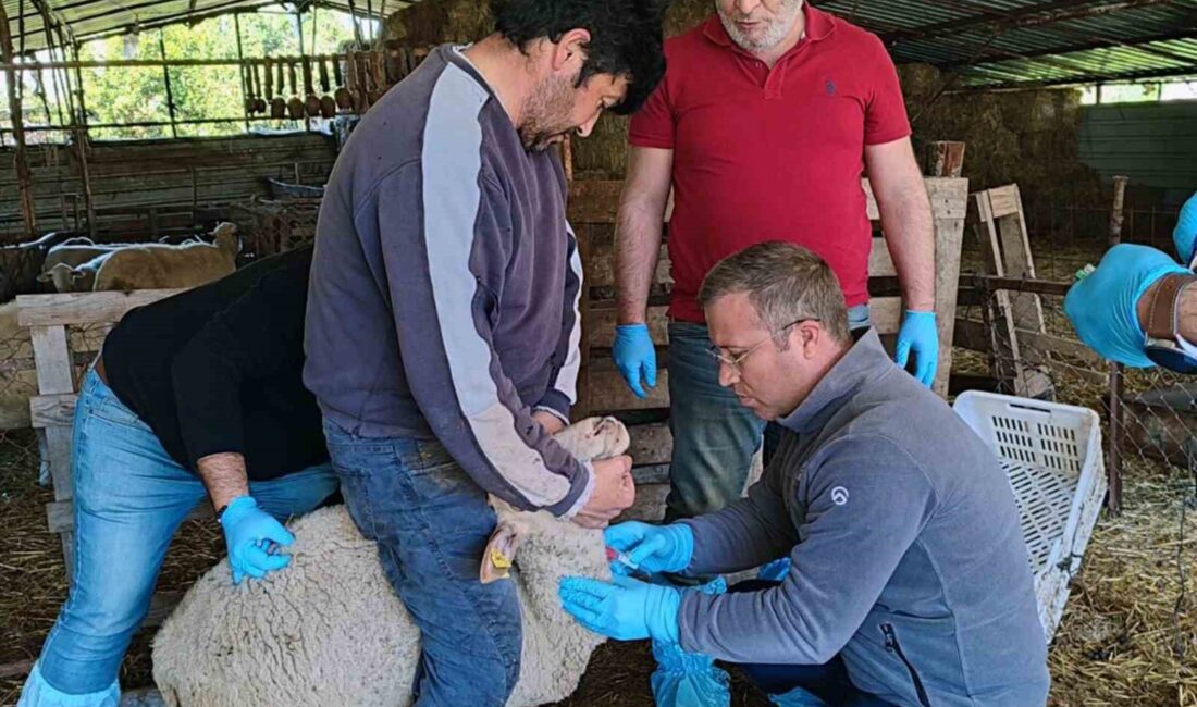 MUĞLA’DA AKABANE HASTALIĞINA KARŞI