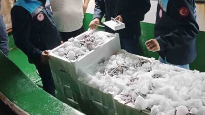 BODRUM AÇIKLARINDA AVLANILAN HAMSİ BALIKLARI,