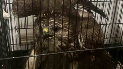 SEYDİKEMER’DE YARALI ŞAHİN BULUNDU