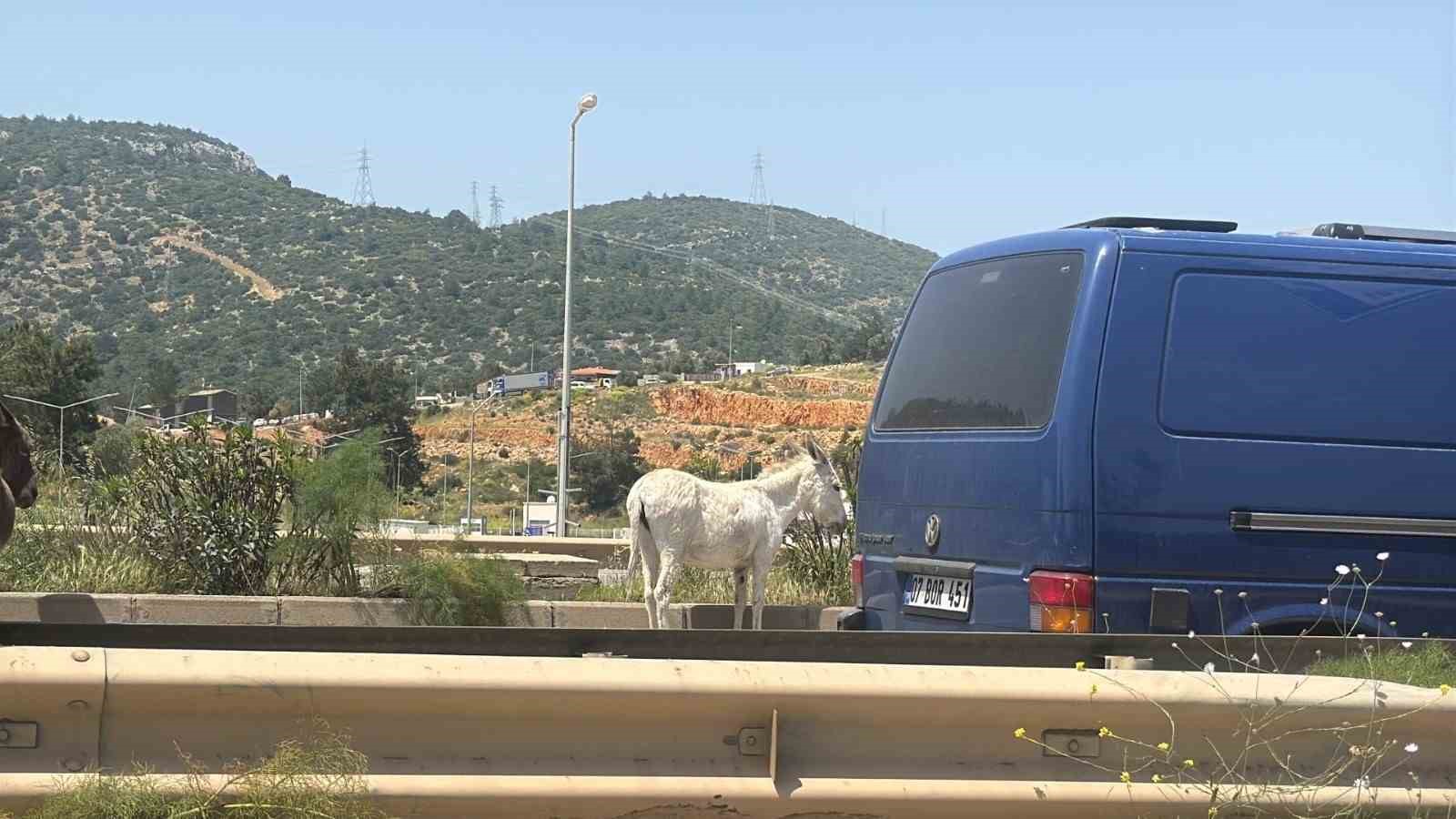 Muğla’nın Bodrum ilçesinde, Torba