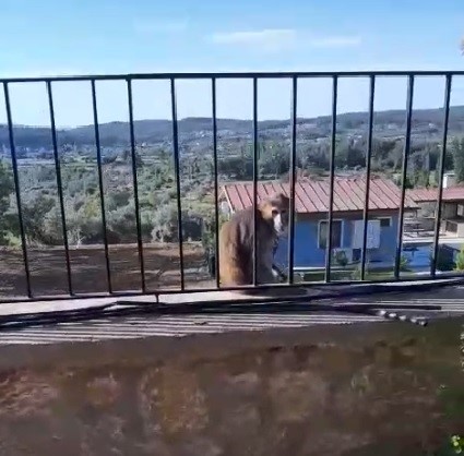 Muğla’nın Ula ilçesinde, sahipli