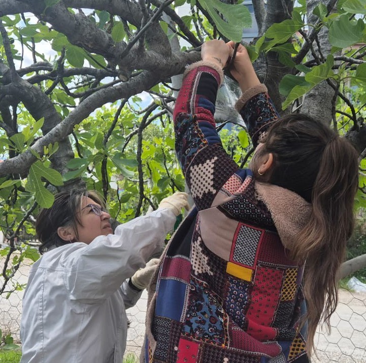 Muğla’nın Ortaca ilçesinde bitkisel