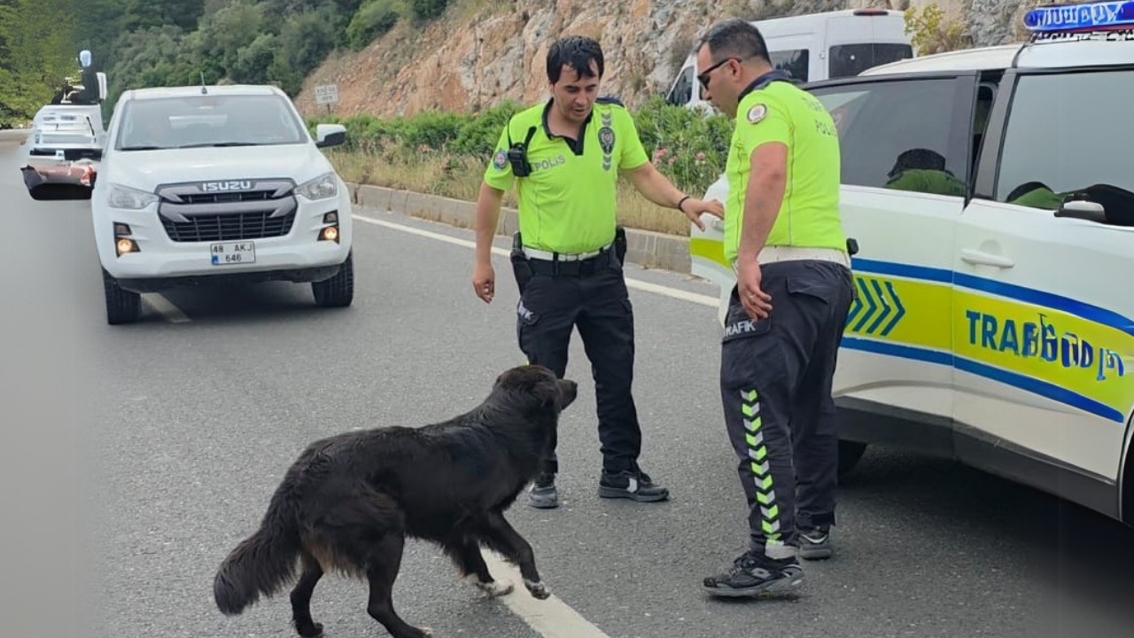 Muğla’nın Milas ilçesinde üç