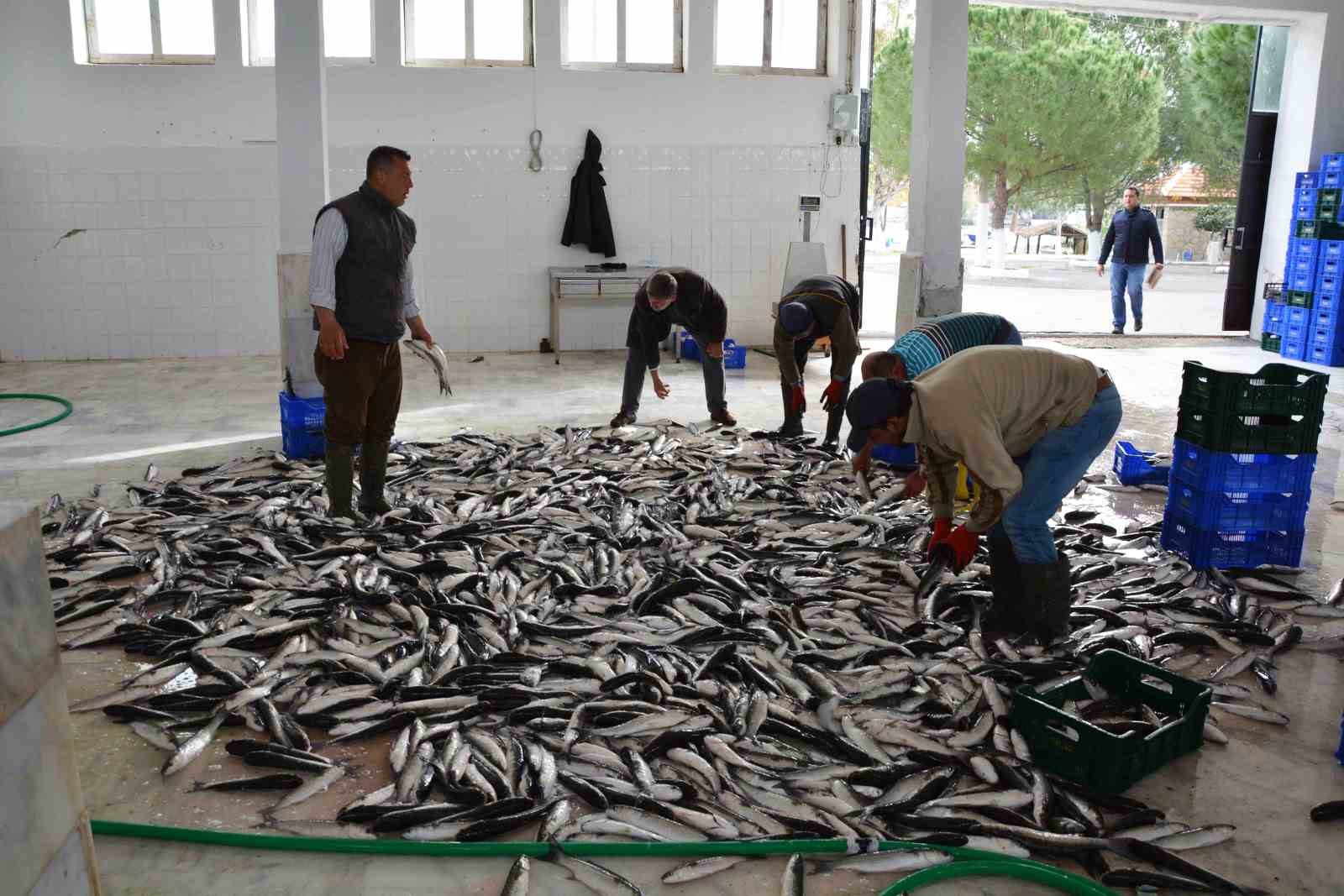 Muğla Mayıs ayında ihracatını yüzde 11 arttırdı Türkiye’nin su ürünleri ihracat