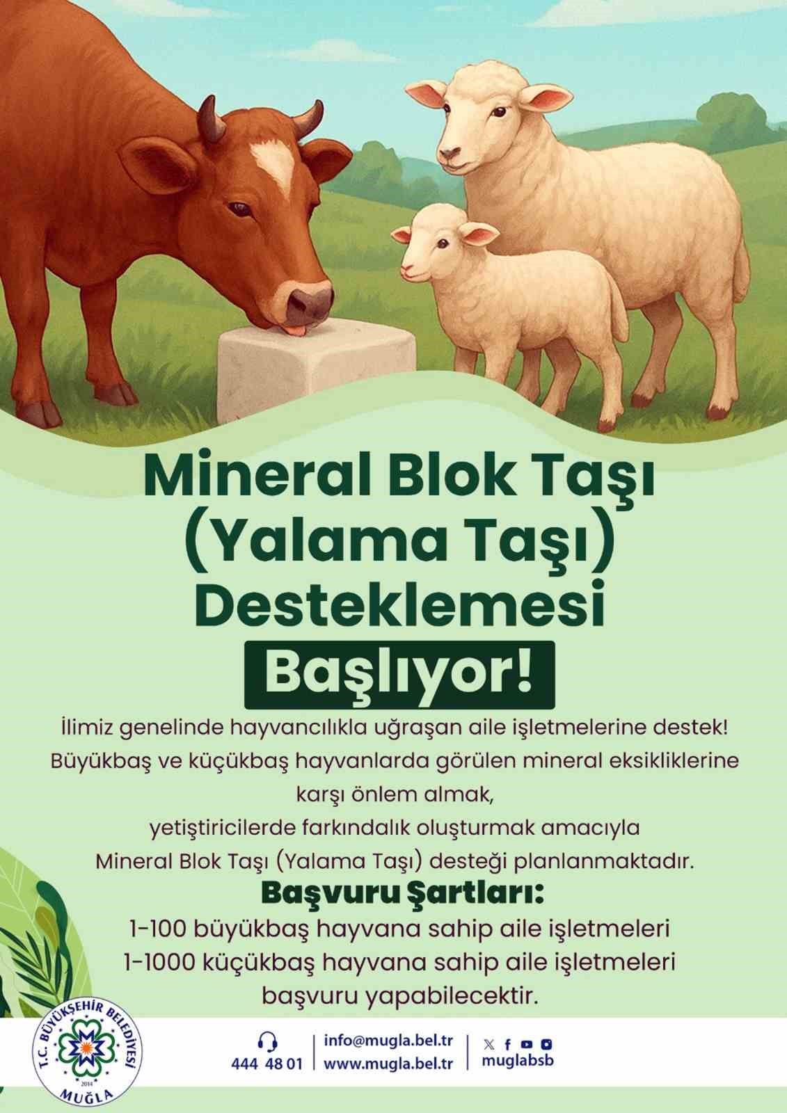 Büyükbaş ve küçükbaş hayvanlarda
