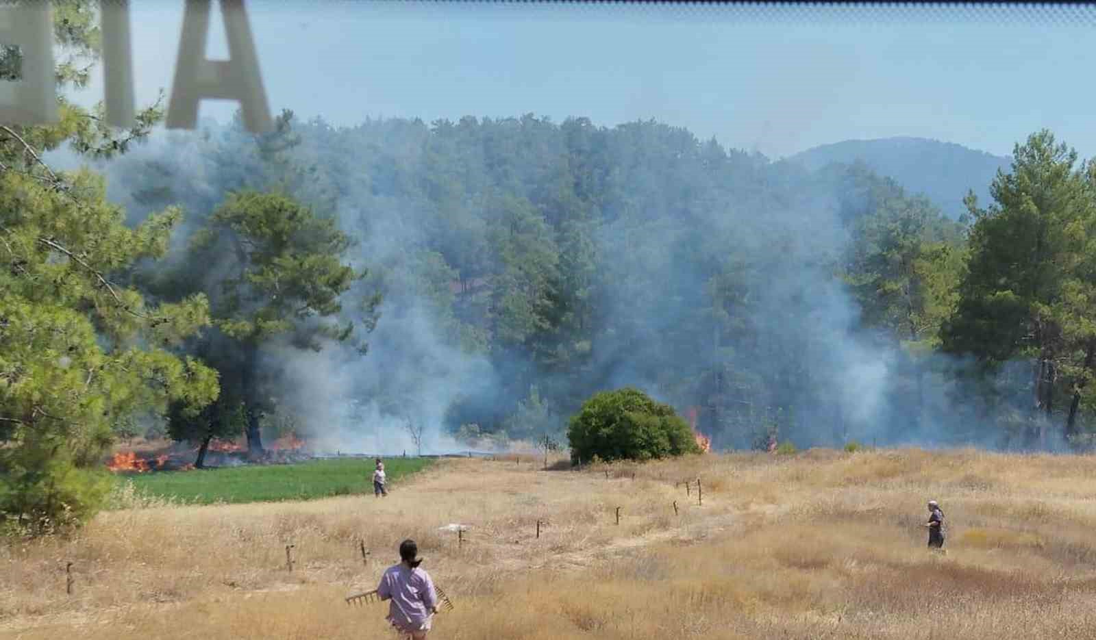 Muğla’nın Köyceğiz ilçesinde otluk
