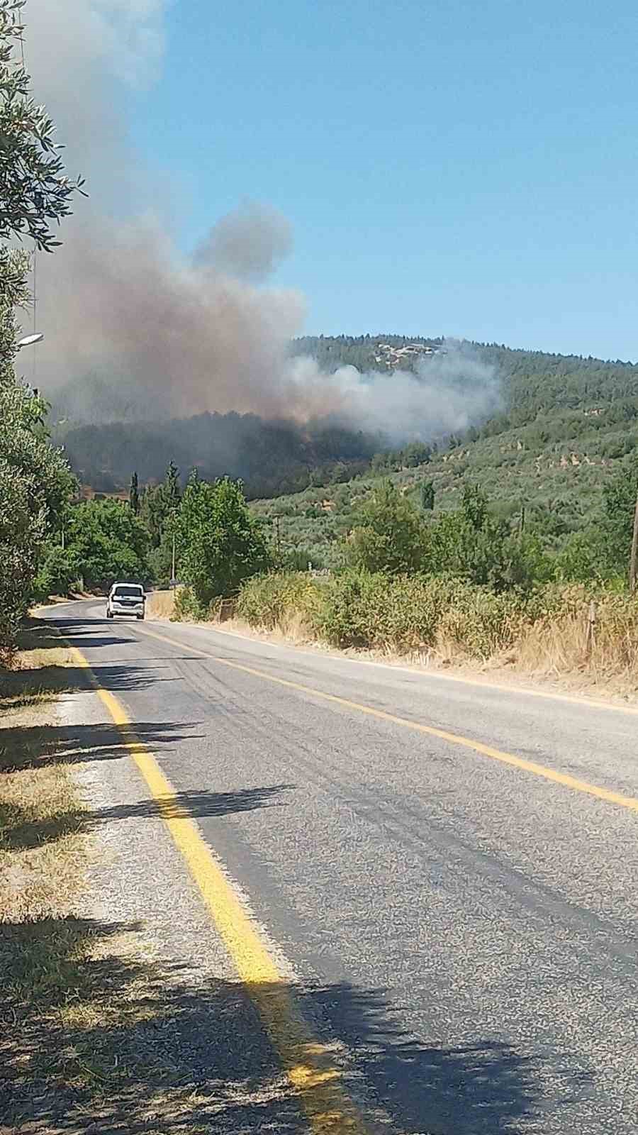 Muğla’nın Menteşe ilçesindeki ormanlık