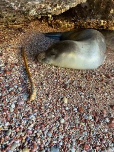 Datça’da karaya çıkan Akdeniz foku, koruma altına alındı