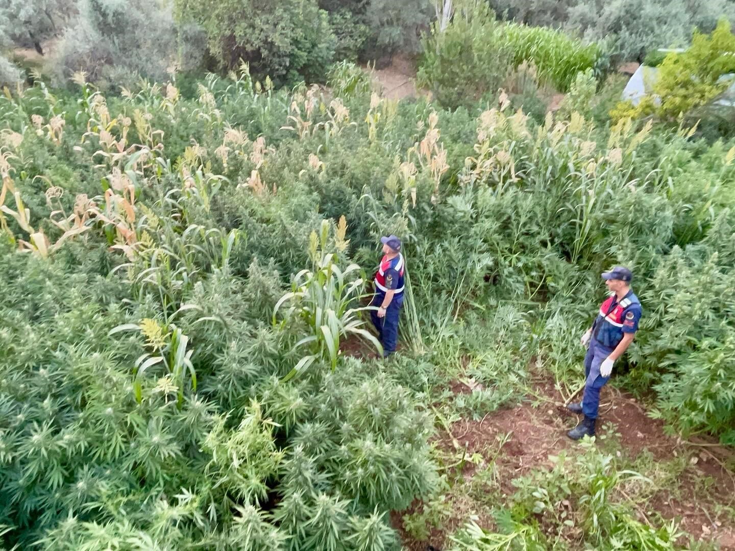 Mısır tarlası zehir tarlası çıktı Muğla’nın Köyceğiz ilçesinde bir