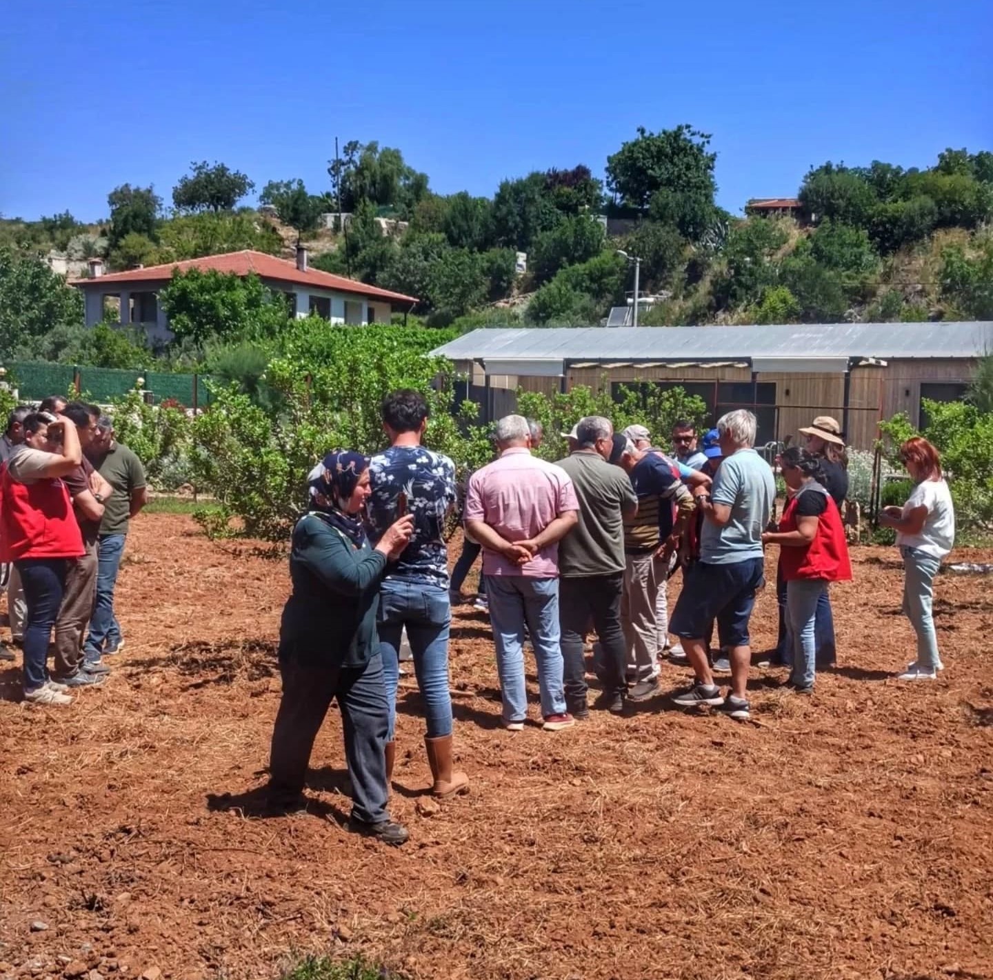 Muğla’da sakız hasadı başladı Muğla İl Tarım ve