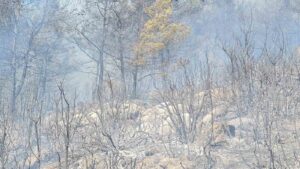 Bodrum orman yangınına yoğun müdahale