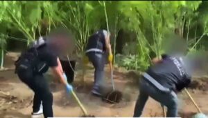 Evlerinin bahçesini uyuşturucu bahçesine çevirmişler