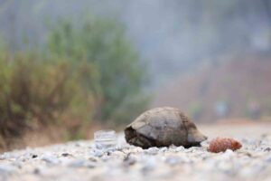 Köyceğiz’de dağ taş yandı, yangından kurtulan hayvanlar ateşsiz alan aradı