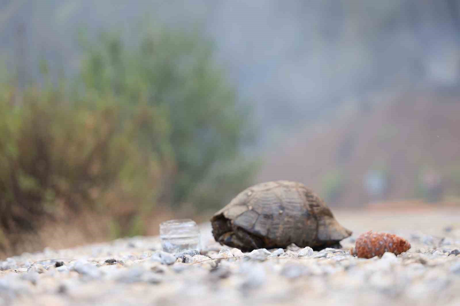 Muğla’nın Köyceğiz İlçesi’nde Perşembe’yi