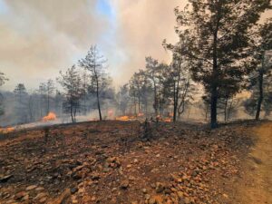 Muğla Büyükşehir İtfaiyesi Milas ve Köyceğiz’de alevlerle mücadele ediyor