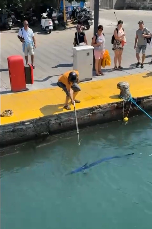 Muğla’nın Bodrum ilçesinde nesli