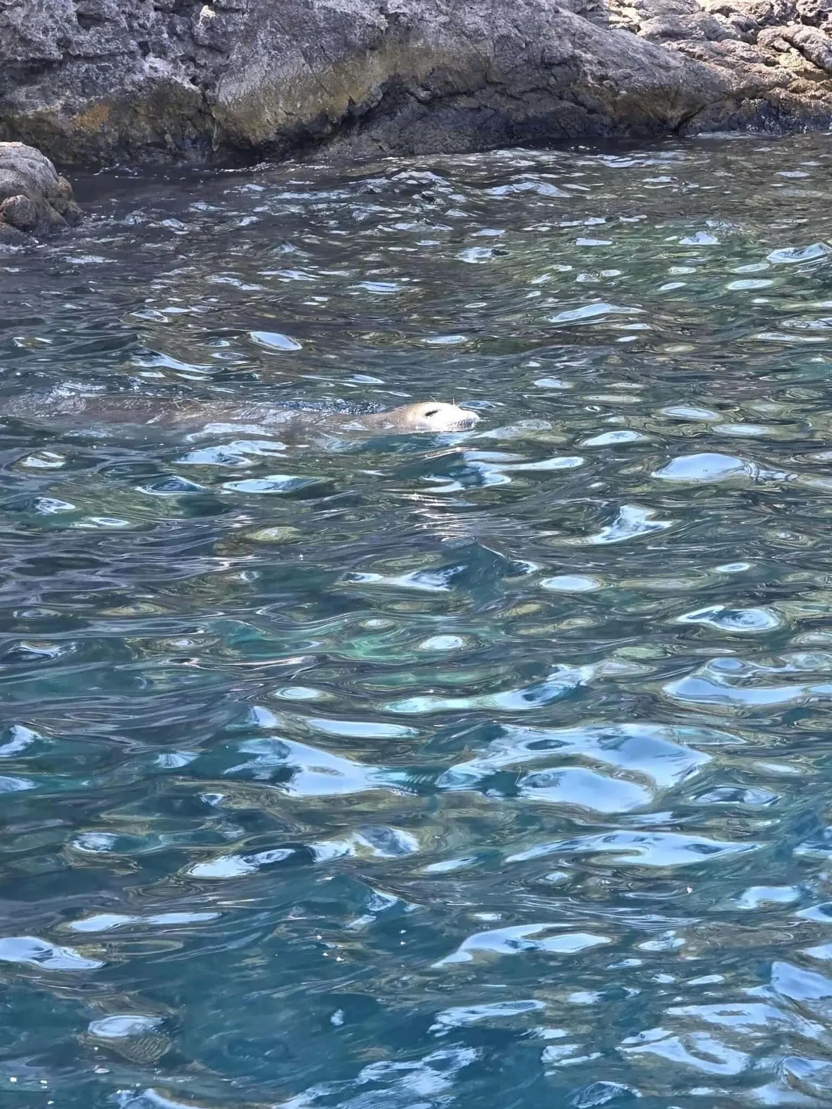 Fethiye'deki Tarzan Koyu'nda nesli